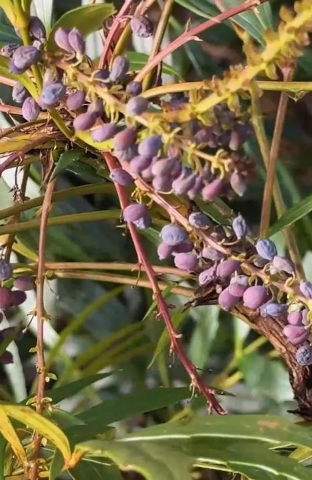 5 arbustes à baies qui attirent les oiseaux au jardin RTBF Actus — free download