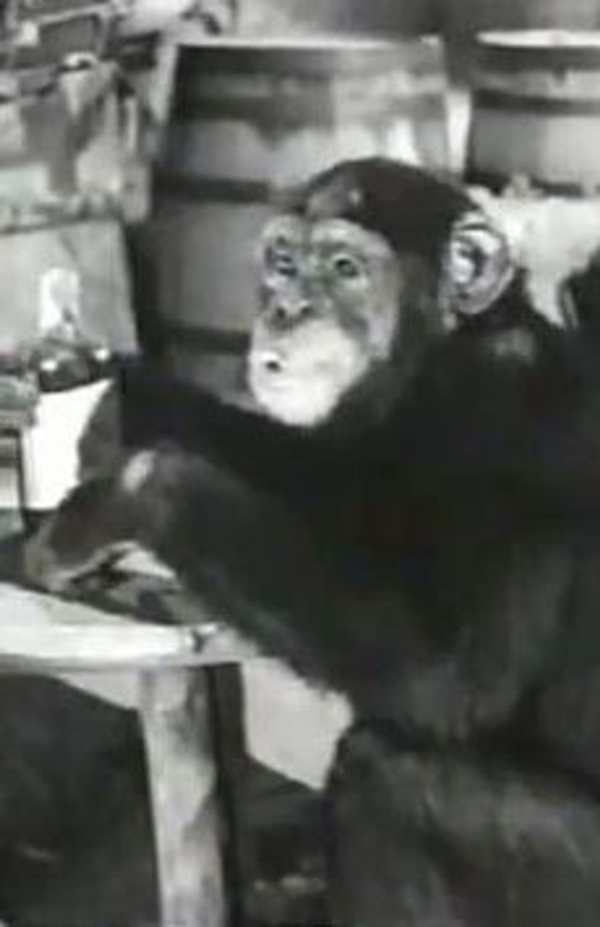 Cheeta, 'le singe de Tarzan', meurt à l'âge record de 80 ans ...