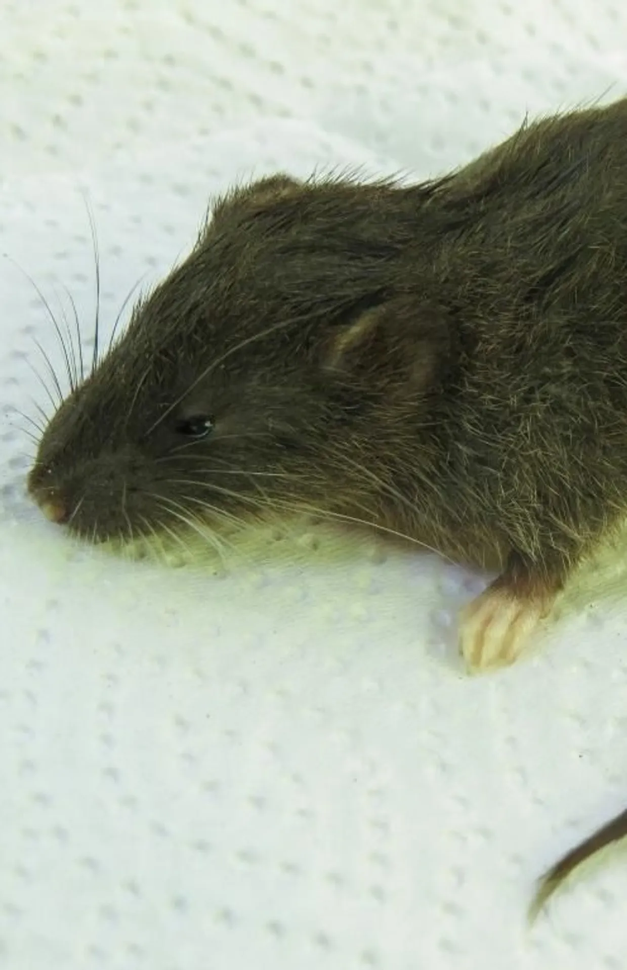 Qu’est-ce que les 'hommes rongeurs' (rodent men), nouvelle obsession de ...