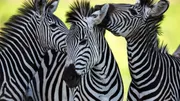 Plus de 30 000 animaux sauvages saisis lors d’une gigantesque opération contre le braconnage