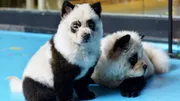 Chine: un café à animaux teint des chiens pour les faire ressembler à des pandas