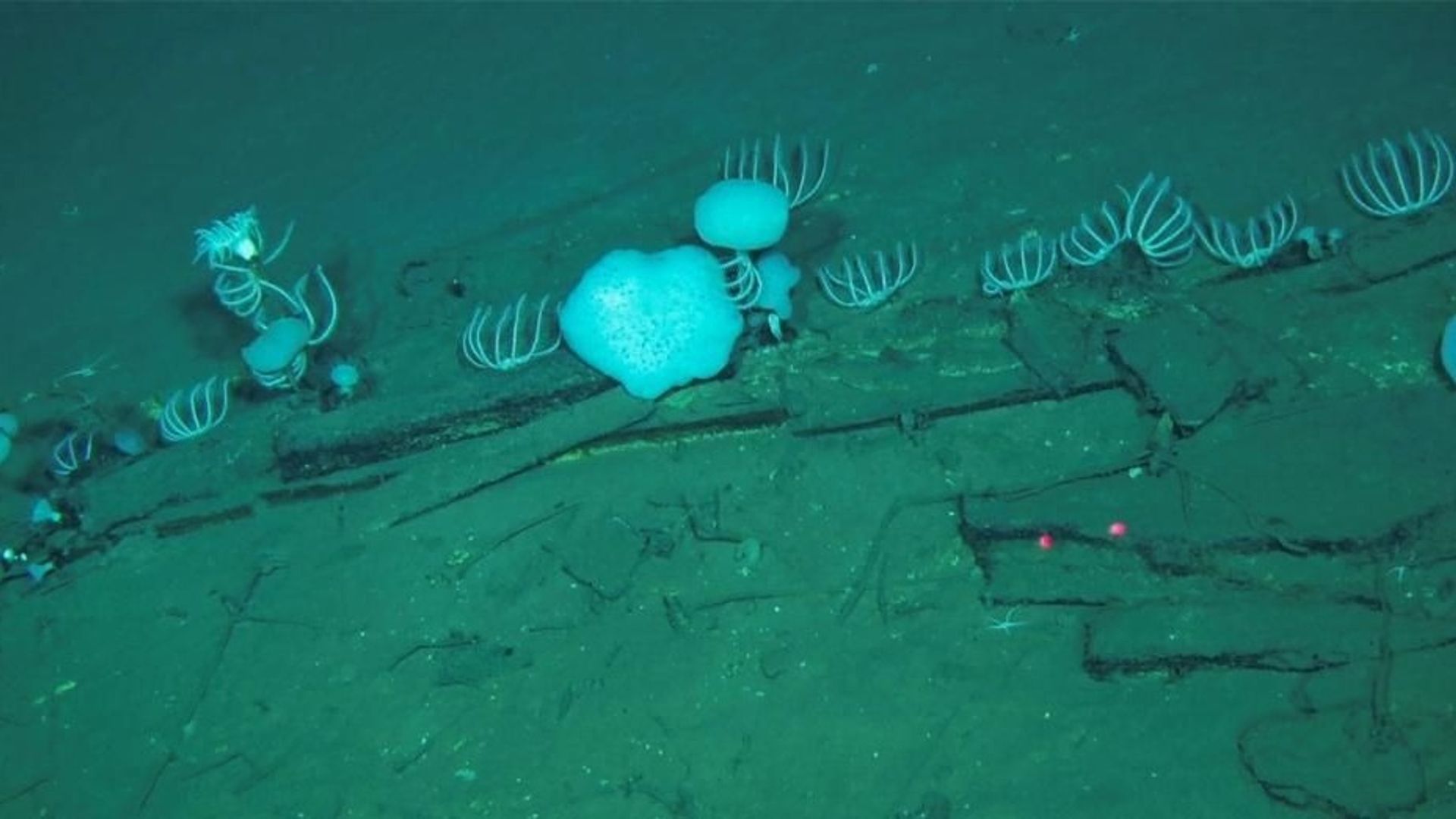 Un stupéfiant cimetière de 10 millions de baleines retrouvé au fond de l'océan Indien