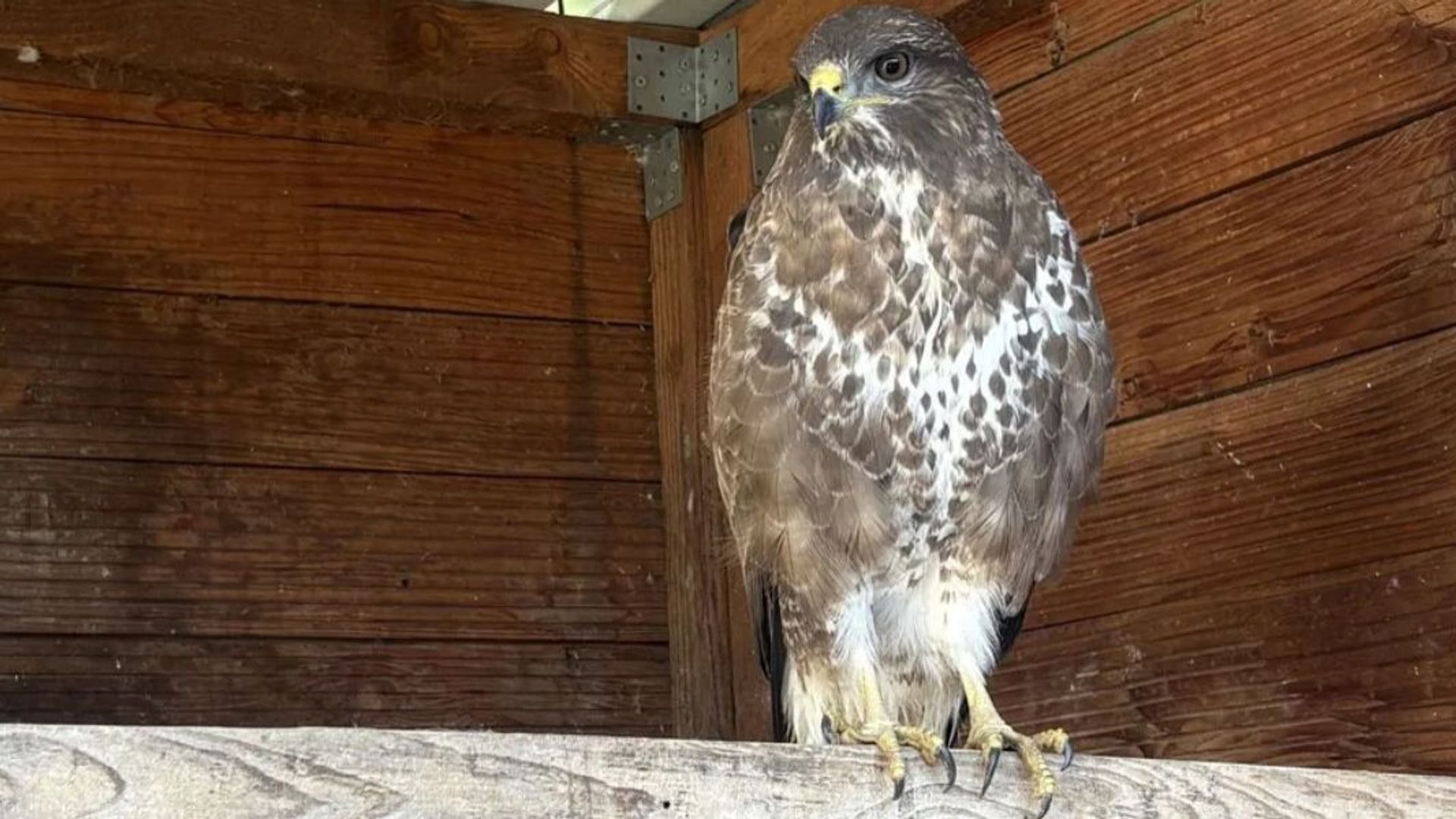 La buse de Dinant, capturée jeudi dernier, a disparu du Creaves de Namur