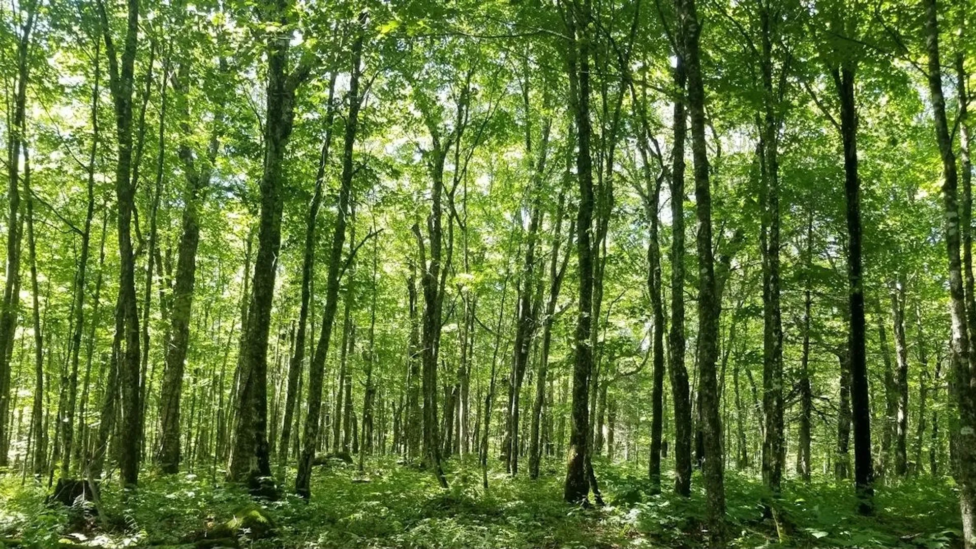 La migration nordique de la forêt tempérée ne se passe pas comme prévu ...