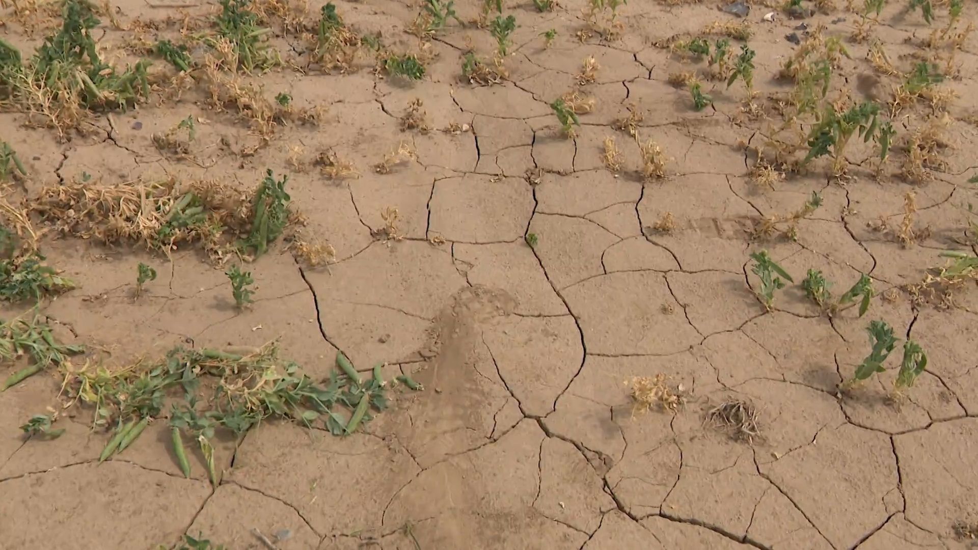 Climat en Belgique : l’été 2026, un avant-goût du futur ? - RTBF Actus