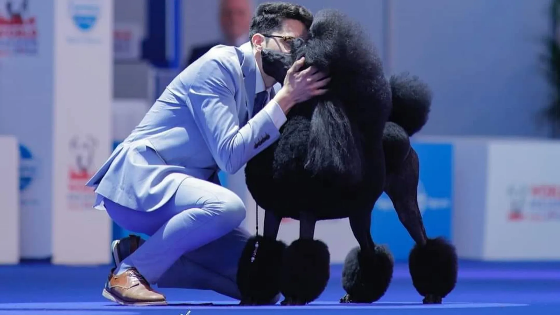Chiens de race : découvrez les missions de la FCI, la plus grande ...