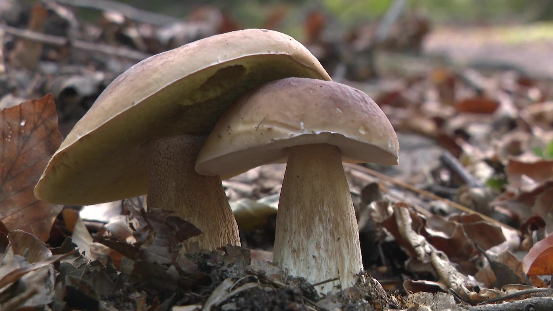 Quand la sécheresse limite le nombre de champignons, c'est toute la forêt qui souffre