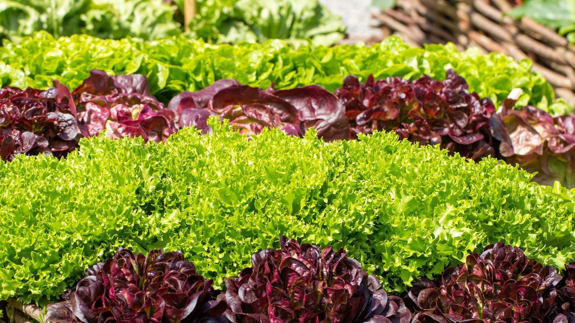 Quelques variété de salades à cultiver au potager RTBF Actus — free download