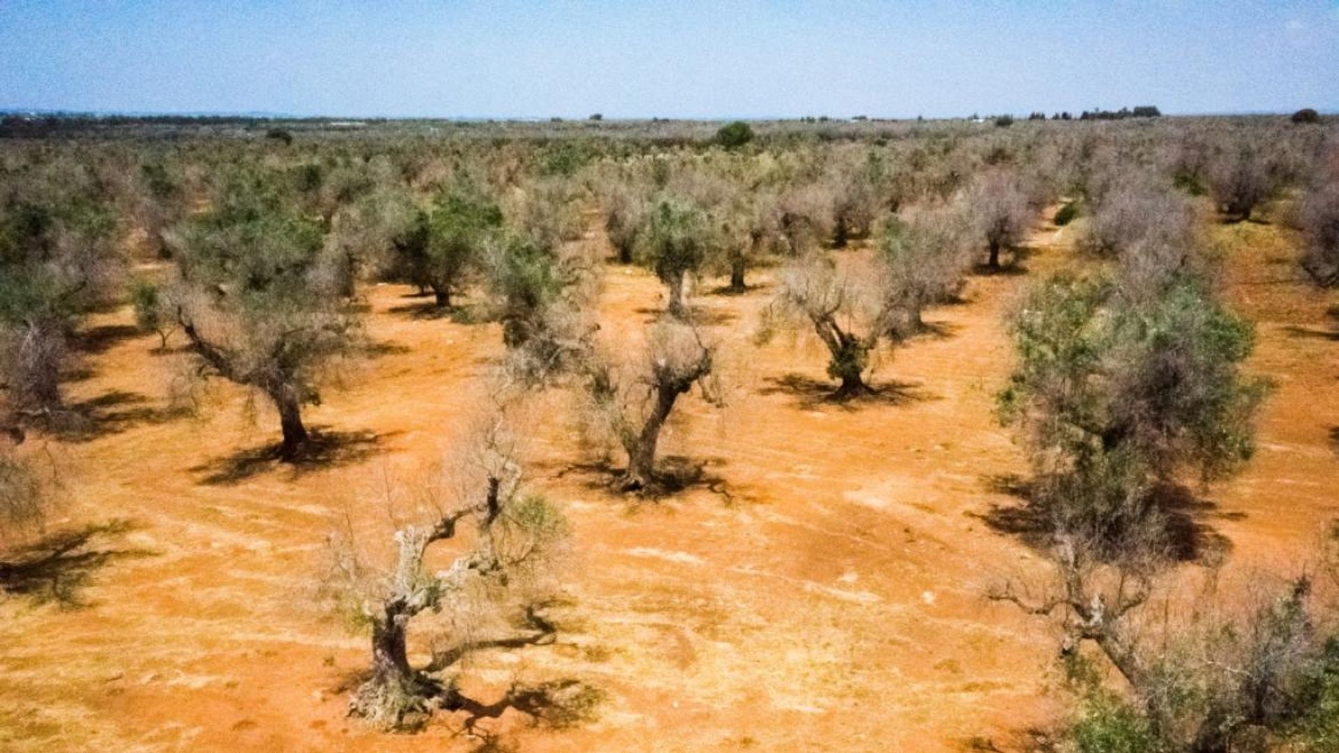 Que va devenir le sud des Pouilles sans ses oliviers décimés par une bactérie ?