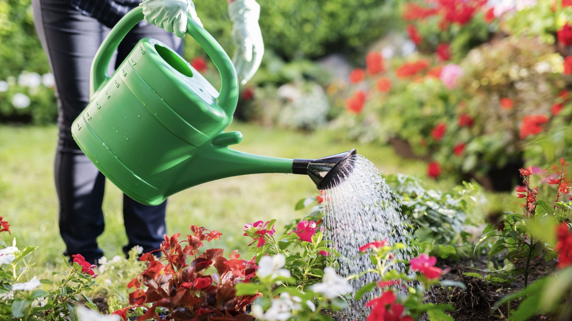 Peut-on brûler nos plantes en les arrosant en plein soleil ?