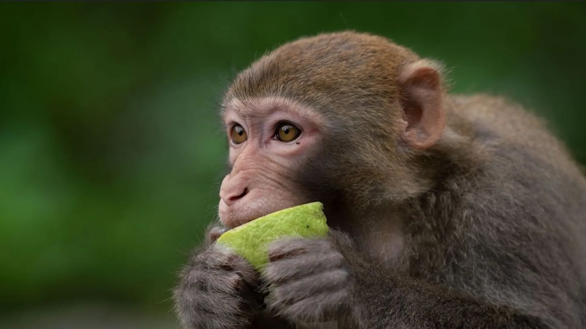 GRANDES MOUCHES - mots croisés - 20 solutions de 3 à 11