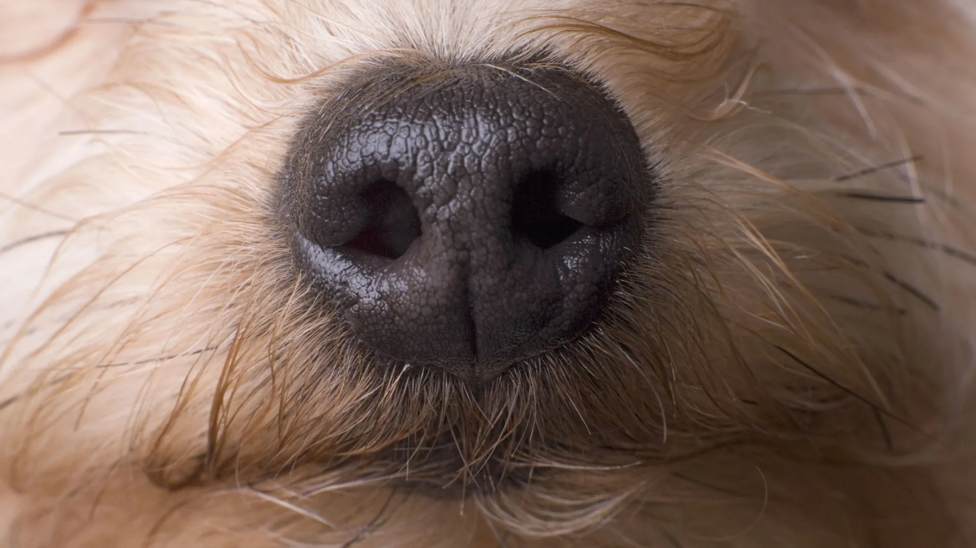La truffe du chien, un bon baromètre pour connaître son état de santé — free download