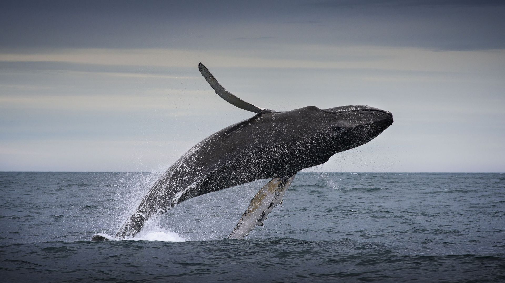 Conséquence de la guerre au Moyen-Orient : plus de risque de collision avec les baleines au large de l’Afrique du Sud