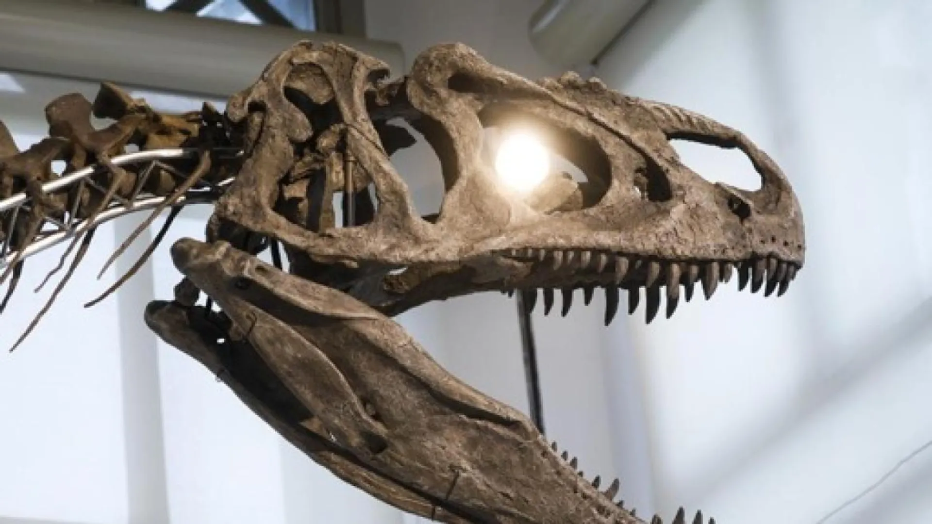 Bruxelles : Le Musée des Sciences naturelles ouvrira ses portes aux ...