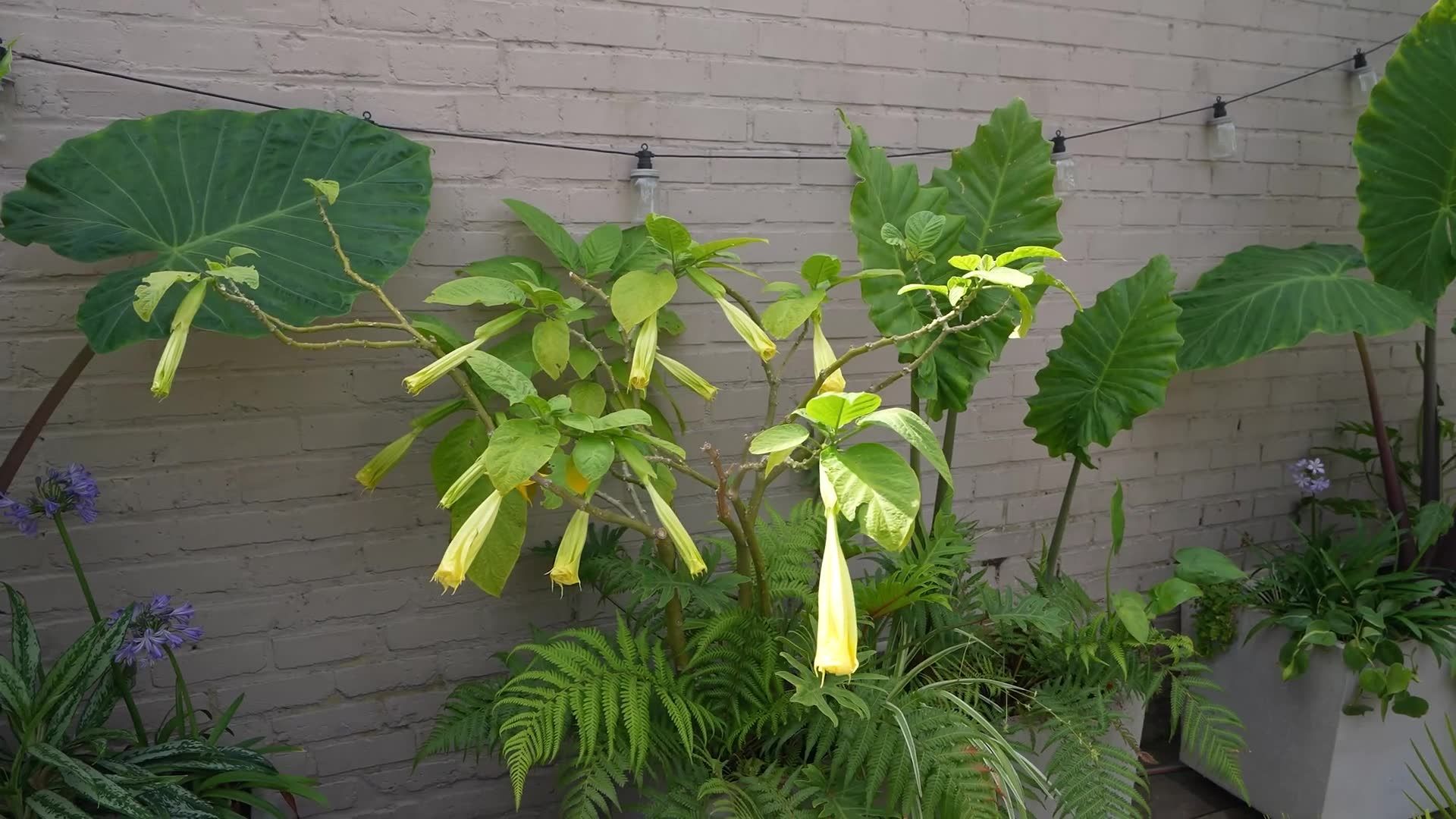Vos plantes d'intérieur peuvent sortir l'été pour décorer votre terrasse