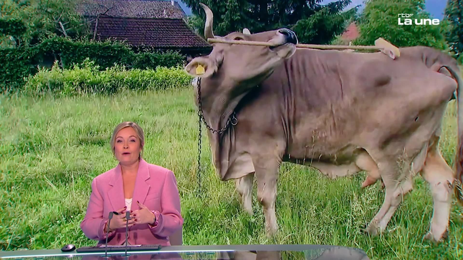 "La vache !", Veronika est le premier bovin à utiliser des outils pour se gratter, le monde scientifique est subjugué