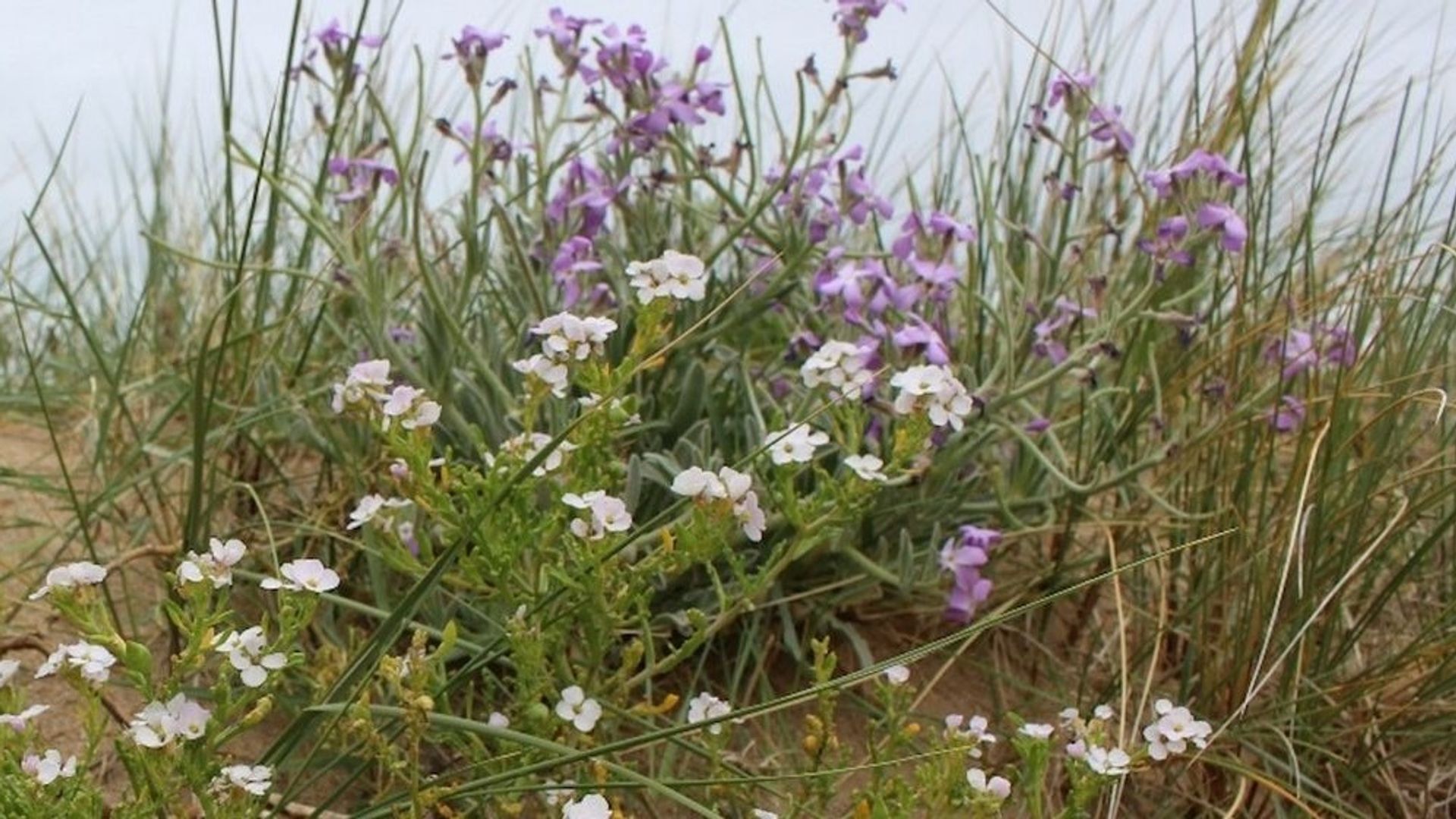 Les halophytes, ces plantes de plage qui résistent contre vents et marées