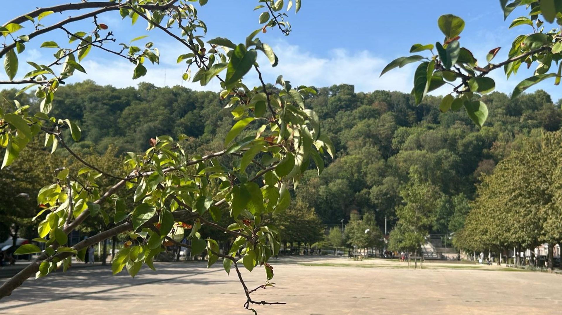 "Il faut 10 ans à un chêne pour s'en remettre" : quand la sécheresse fragilise les arbres