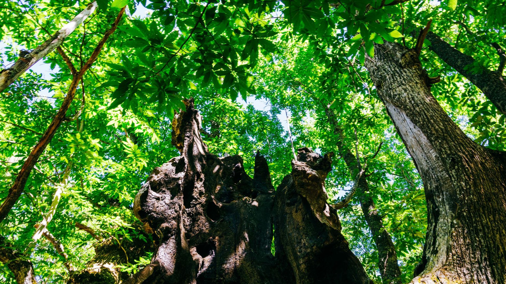 Espagne : des habitants volontaires ont sauvé des flammes un arbre remarquable vieux de 500 ans