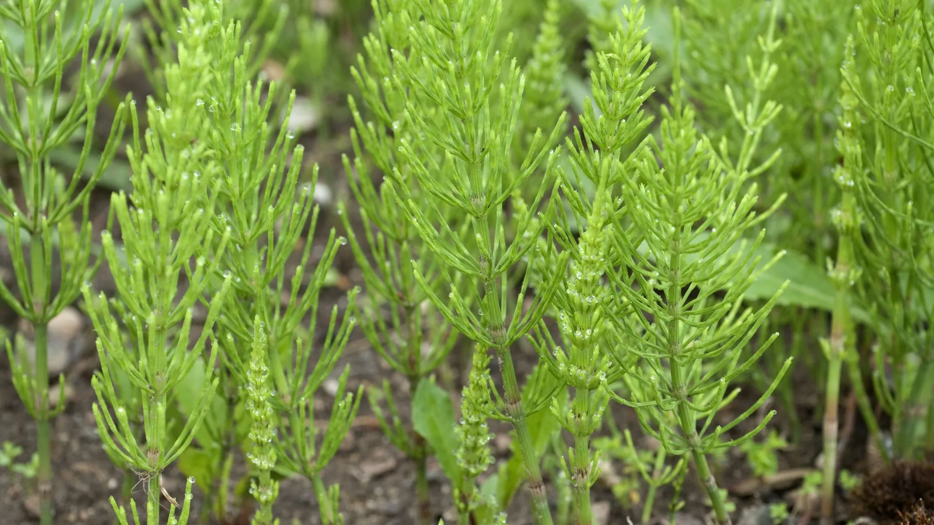 La décoction de prêle : une remède naturel pour protéger les ...