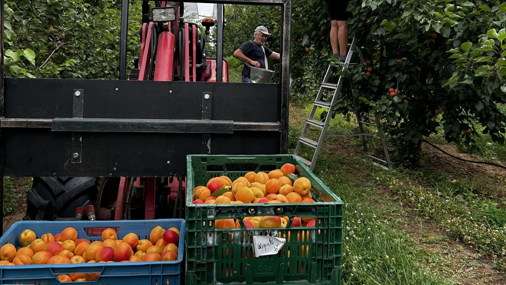 Un abricotier dans votre jardin, bon plan ou pas ?