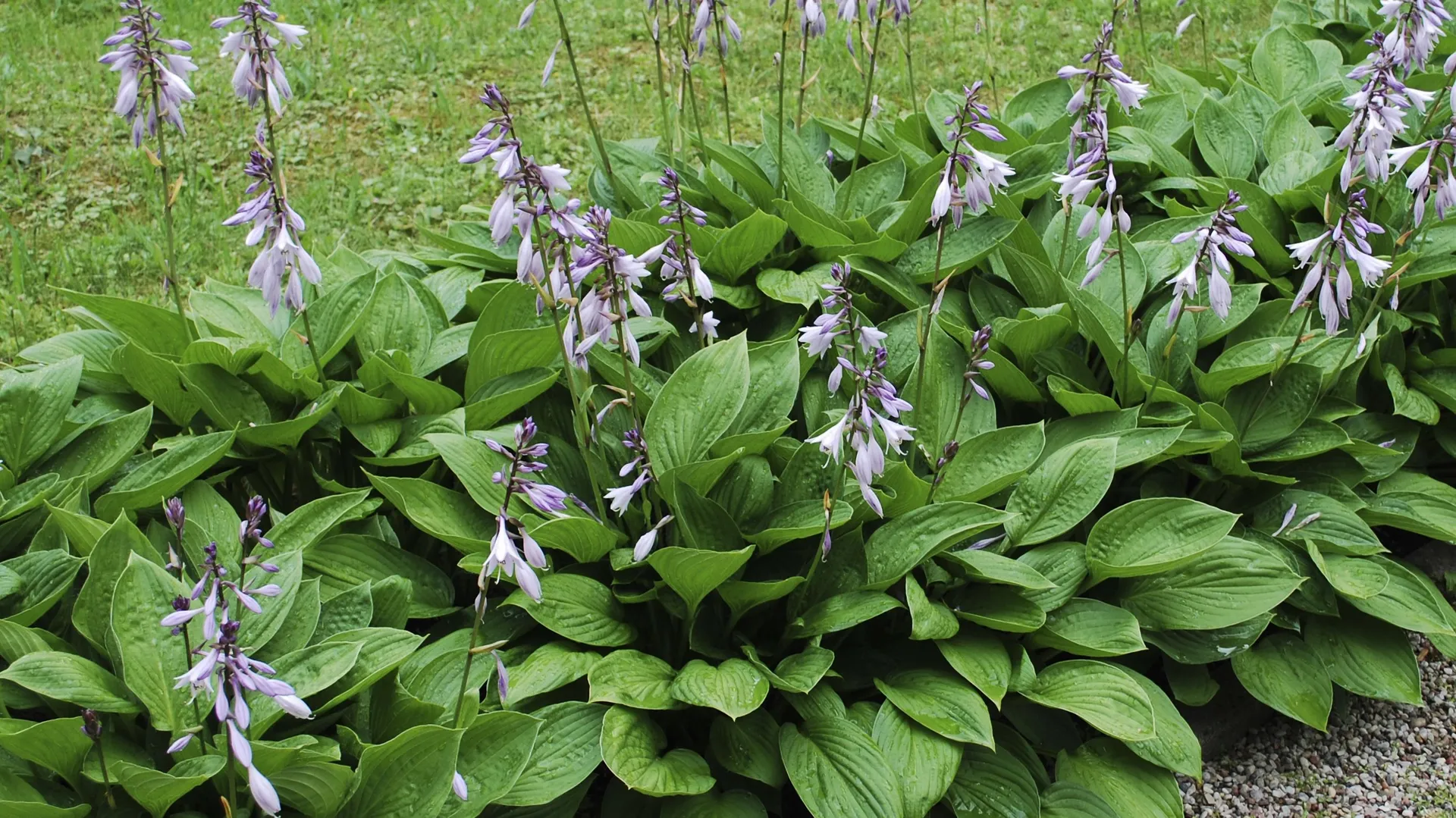 Les Hosta, des plantes qui apportent de la gaieté dans les zones d ...