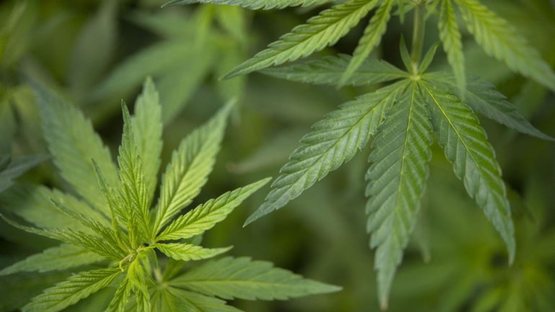 Le Cannabis Pourrait être Plus Nocif Pour Les Poumons Que Le Tabac