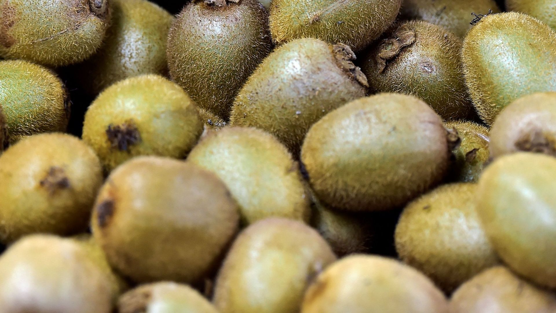 Un arbre rempli de kiwis à Anderlecht 'C'est très rare à l'état — free download