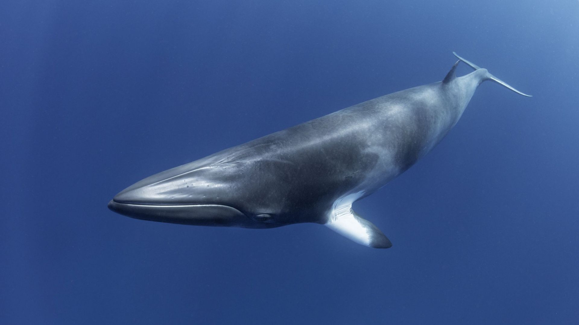 52 Hertz, 'la baleine la plus isolĂ©e au monde' ⊠mais peut-ĂȘtre pas si solitaire que ça - RTBF Actus