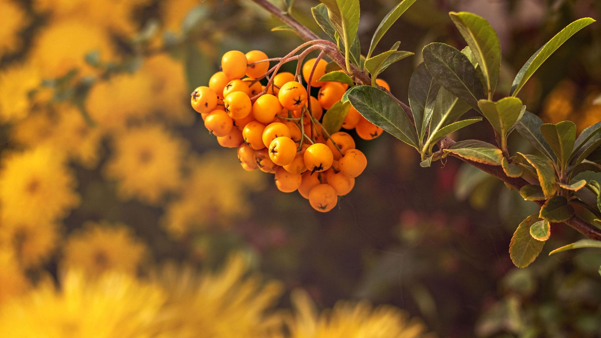 Baies Rouges Autumn L’automne au jardin : pensons aussi aux couleurs des baies - RTBF Actus
