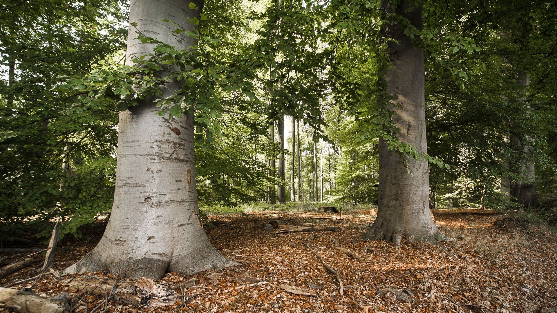 Rafales de vent : La forêt de Soignes et les espaces verts bruxellois fermés dès 18 heures ce jeudi