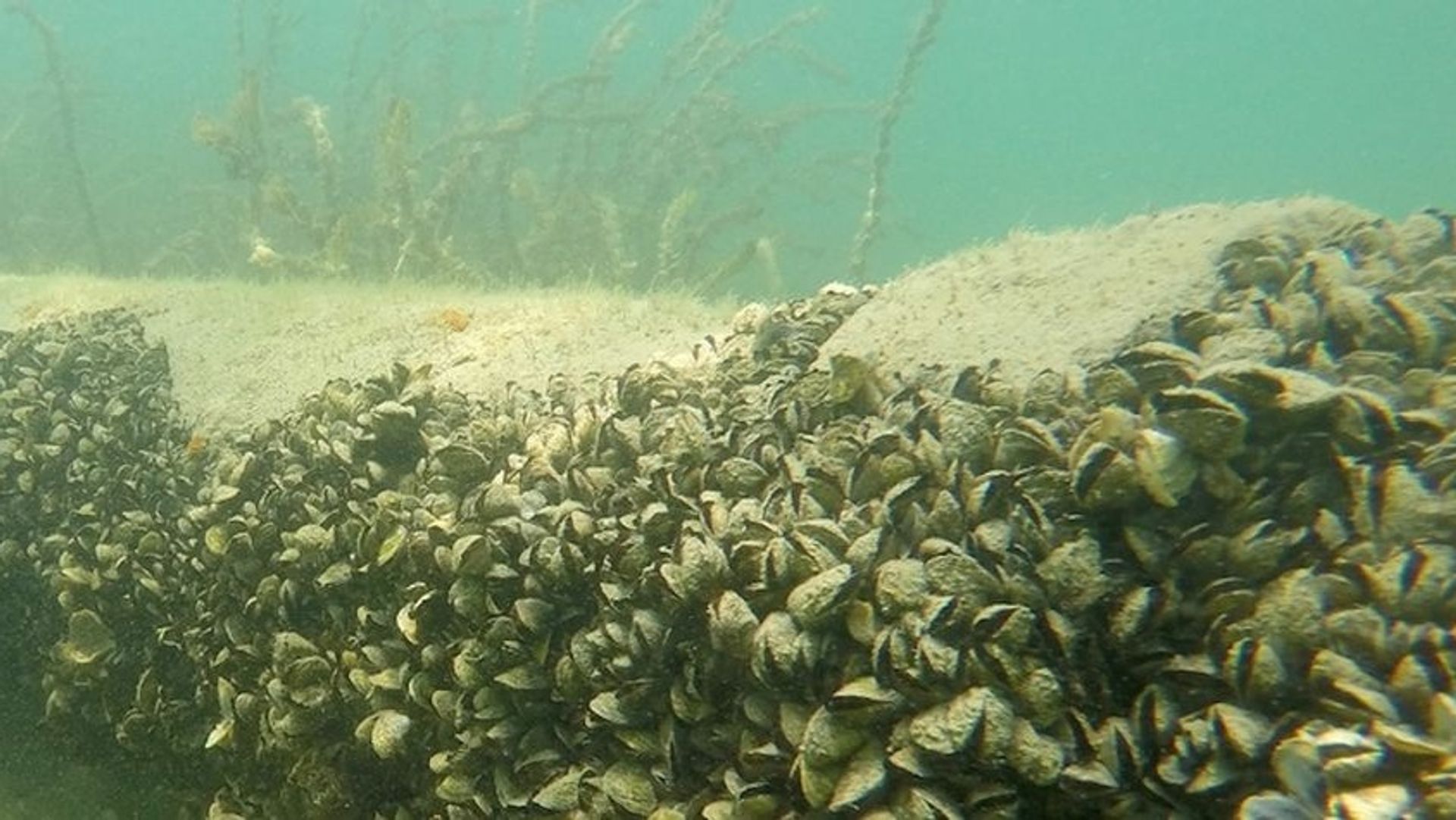 L’eau claire du lac Léman, bonne nouvelle ou symptôme d’invasion ? Le cas de la moule quagga