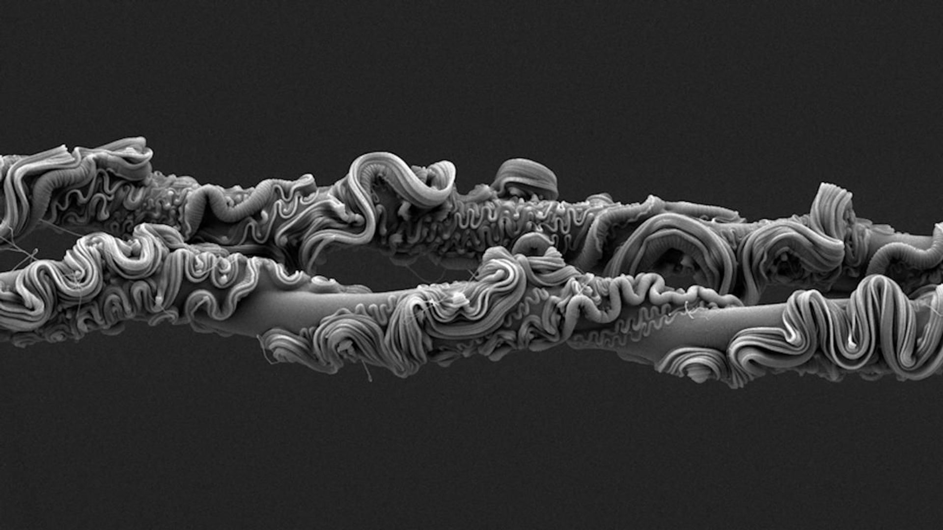 L’incroyable photo gagnante du concours 2025 de la 'Royal Society Publishing Photography Competition'