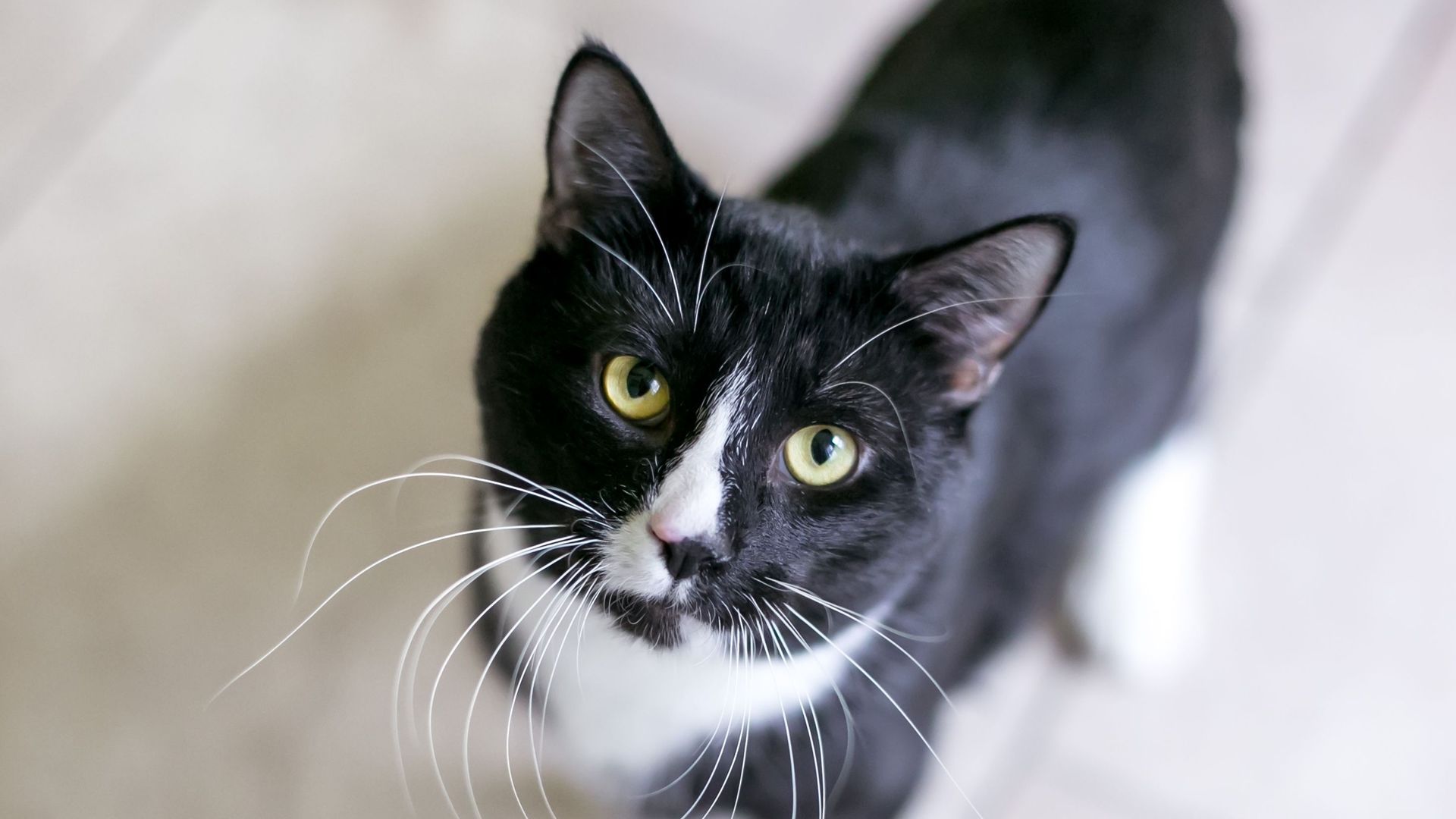 Comprendre le comportement de son chat : les conseils d'une comportementaliste pour mieux vivre avec son animal