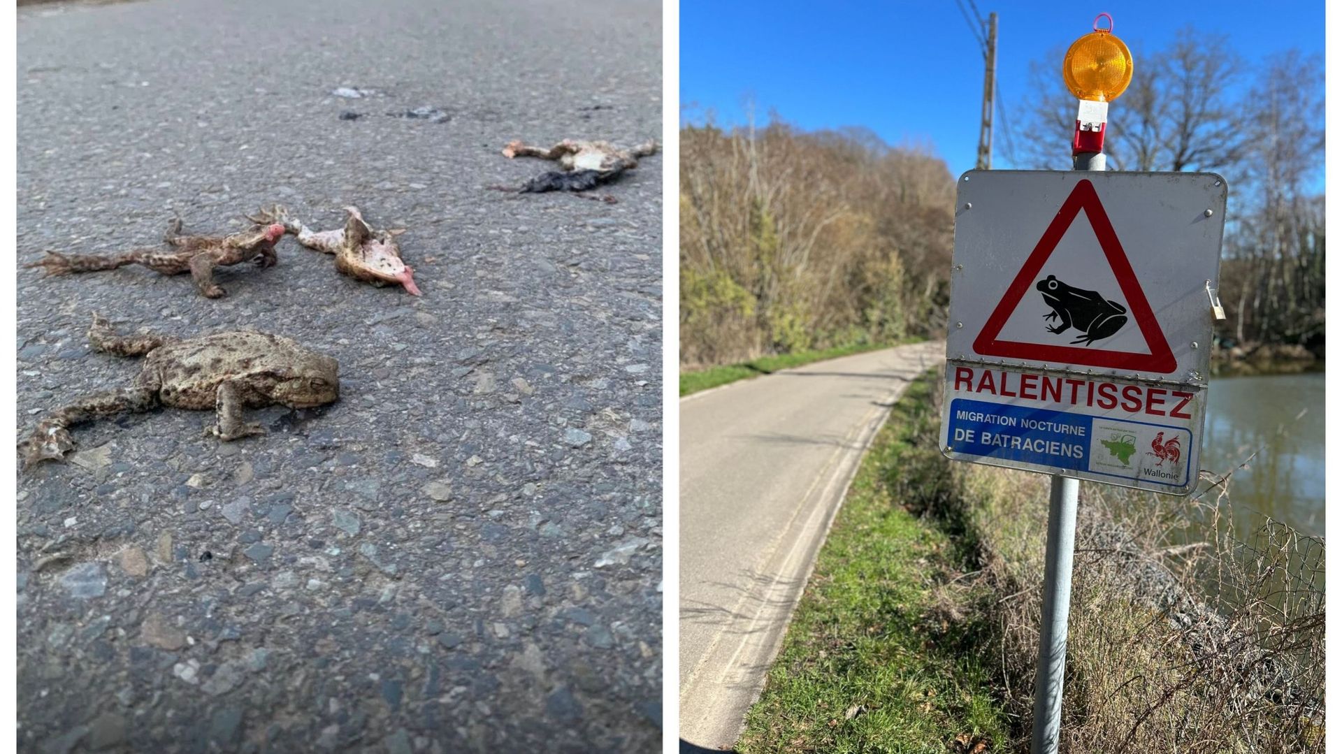 A Lasne, certains se démènent pour sauver les batraciens, d’autres les écrasent sans scrupule
