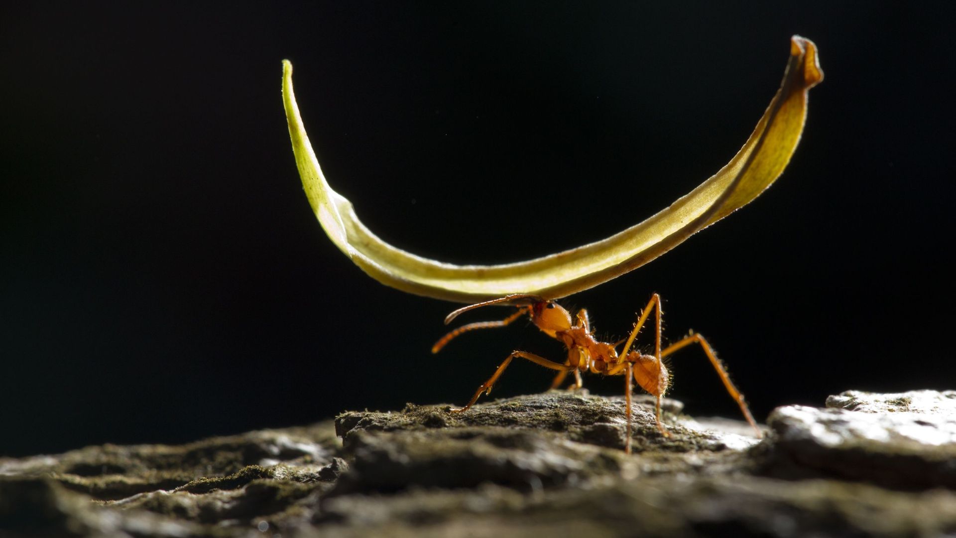 Le trafic d’insectes, un crime environnemental largement sous-estimé