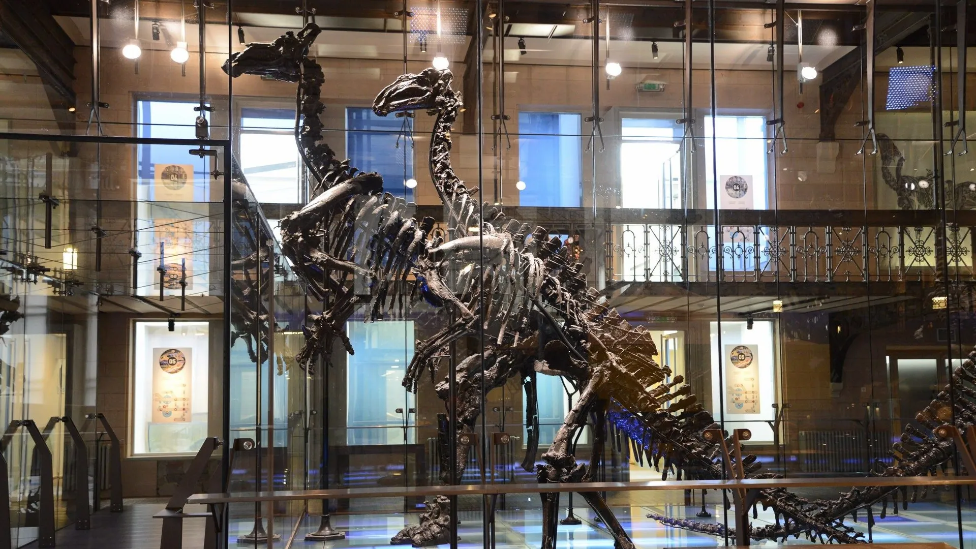 Bruxelles : Le Musée des Sciences naturelles ouvrira ses portes aux ...