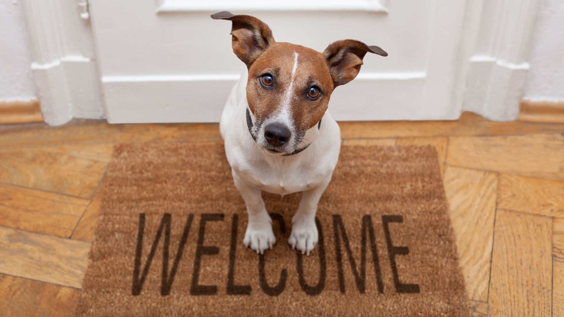 Garder un chien pendant les vacances : les conseils pour l’accueillir sereinement