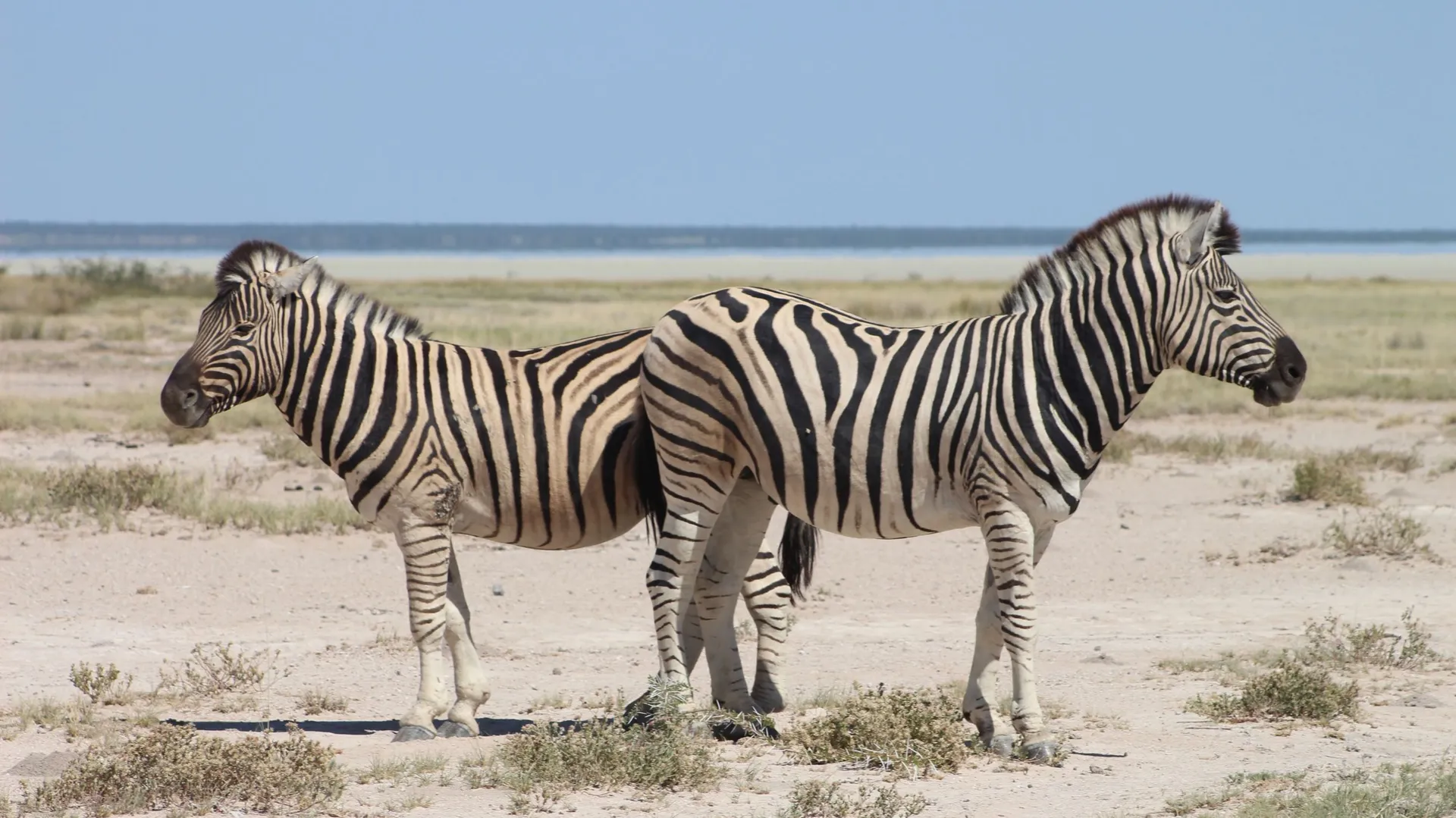 Plus de 700 animaux sauvages à abattre en Namibie pour lutter contre la — free download