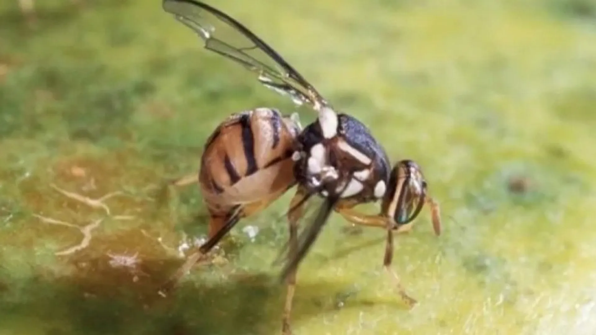 Insete Nature : un insecte géant, au poids équivalent à celui d'une balle de ...