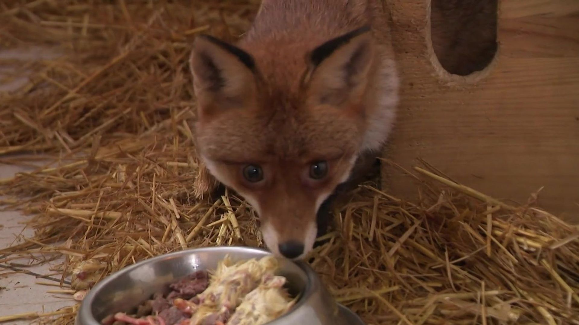 Une année record : 2635 animaux ont été secourus au Centre de Soins pour la Faune Sauvage de Bruxelles, en 2025