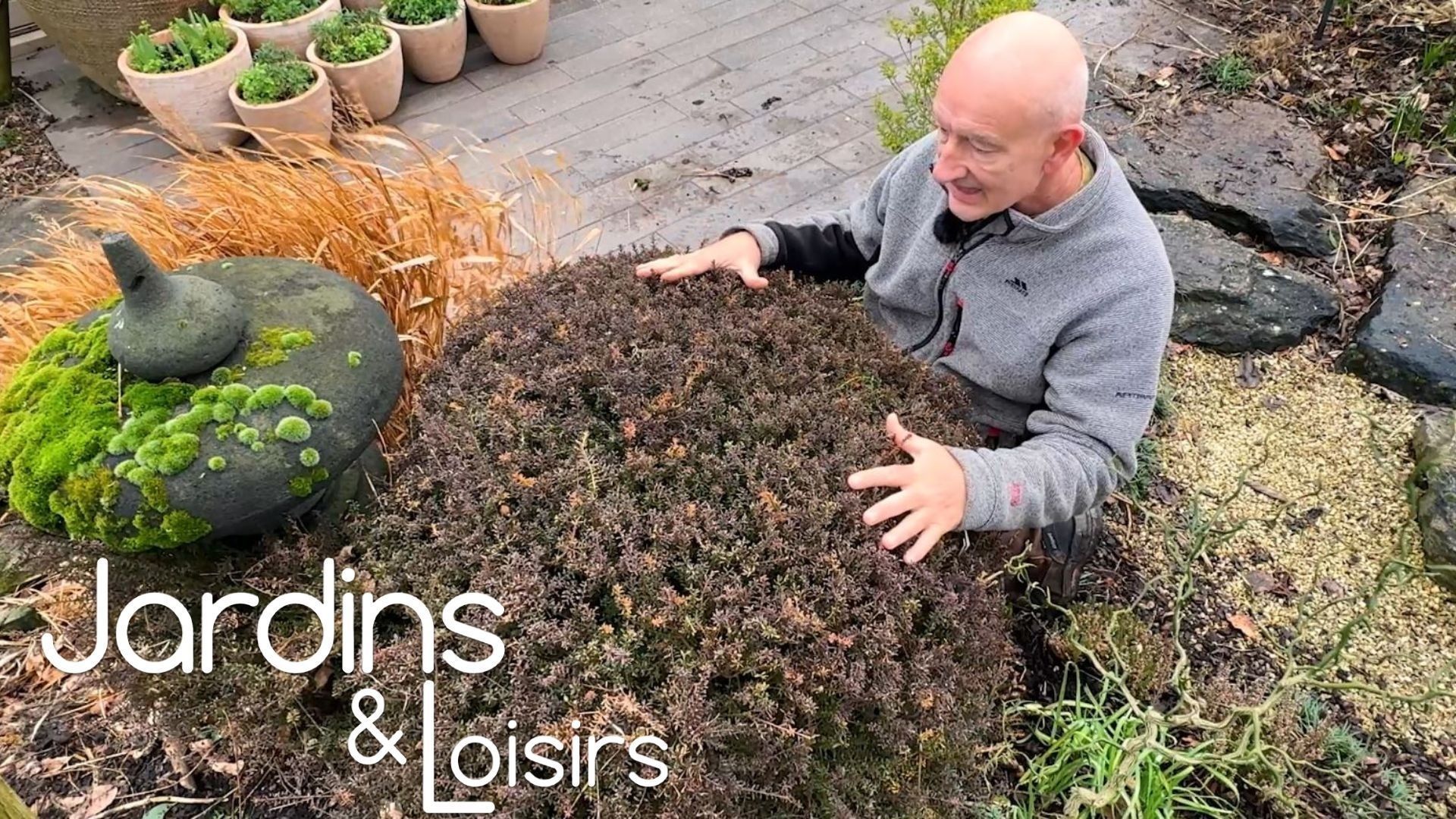 Le Podocarpus : une alternative au buis