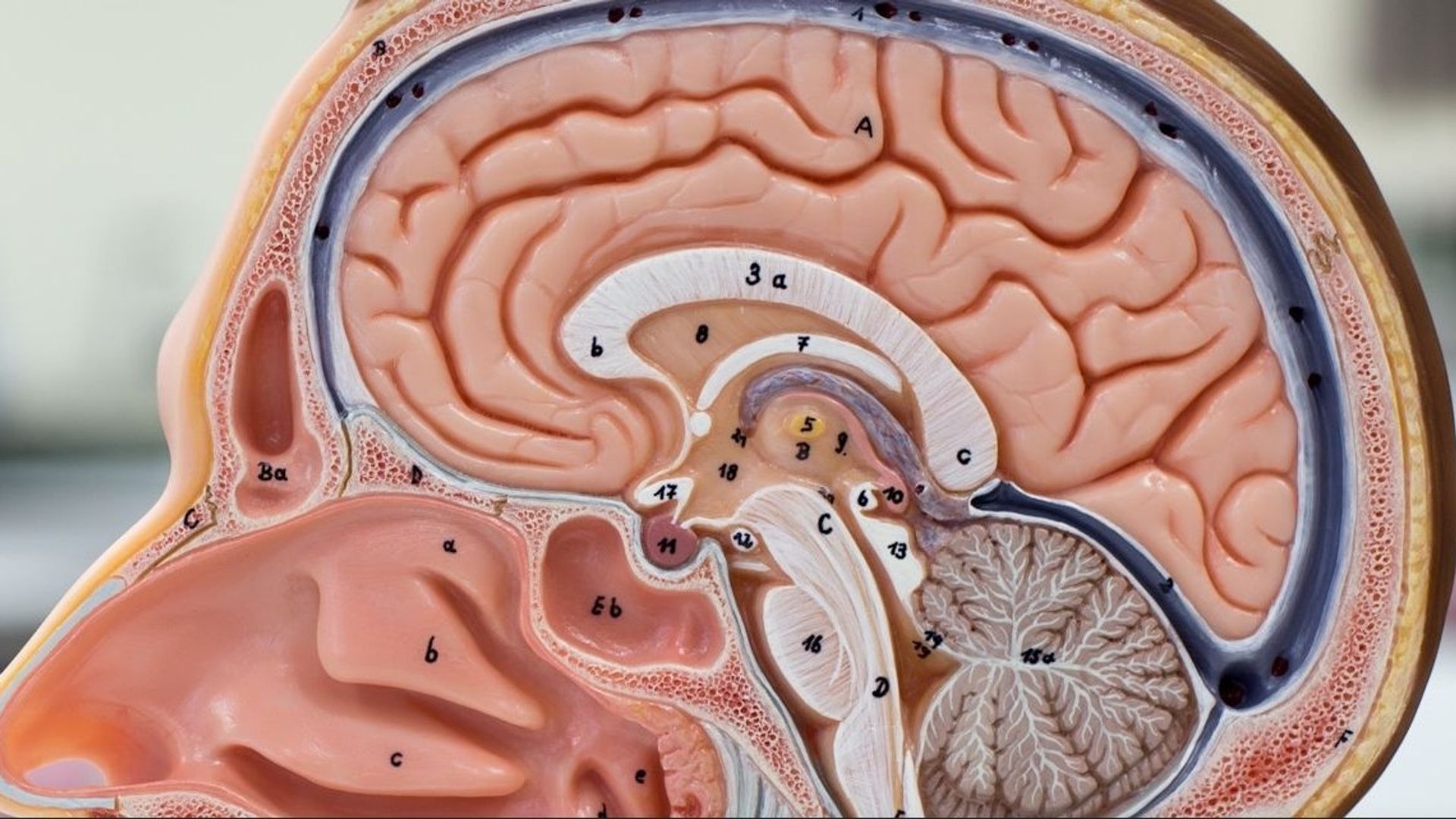 Paléoneurologie : une avancée majeure pour comprendre le cerveau de nos ancêtres