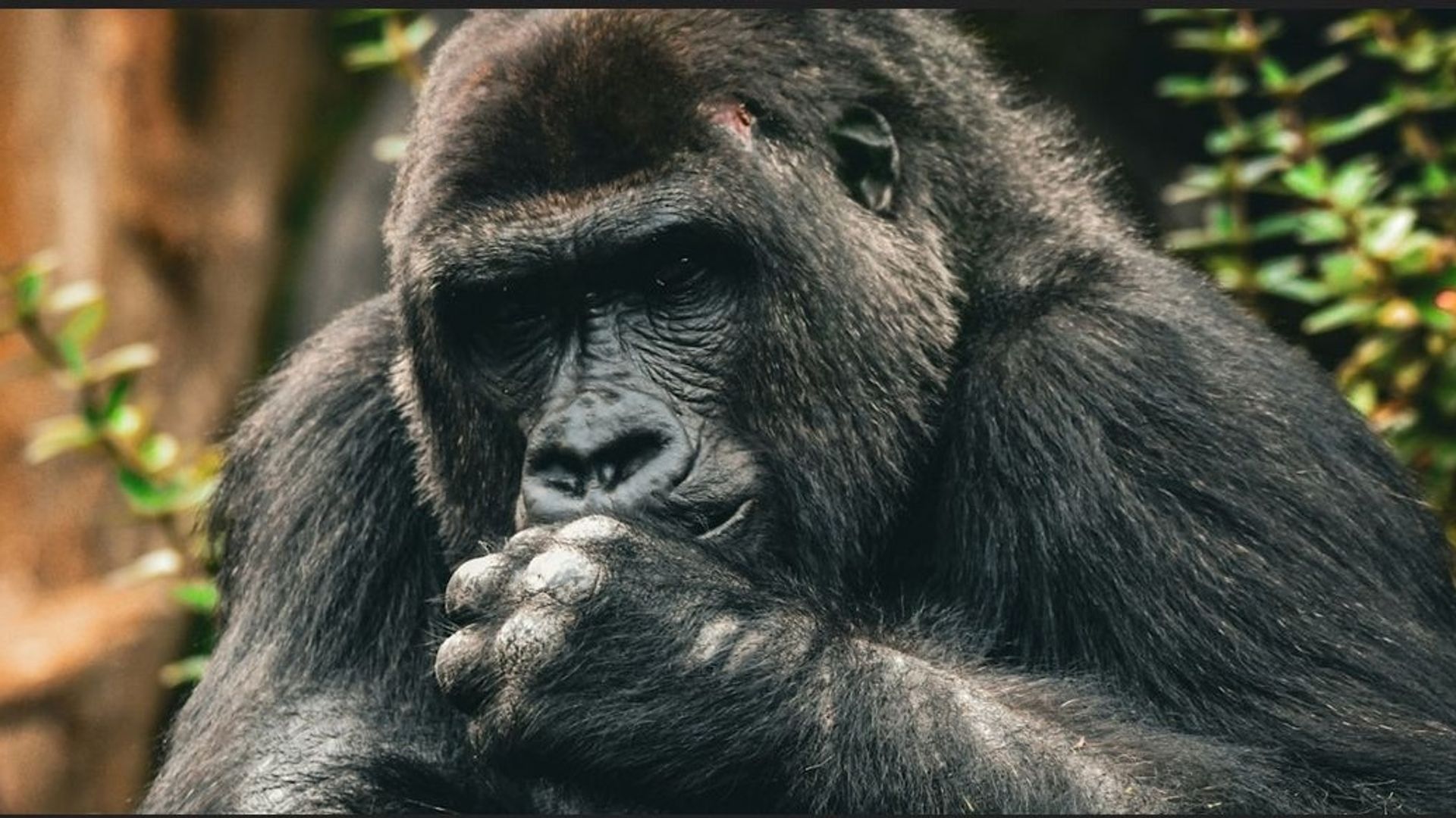 Gestion des conflits : ce que les singes font mieux que nous (et pourquoi l'ego nous complique la vie)