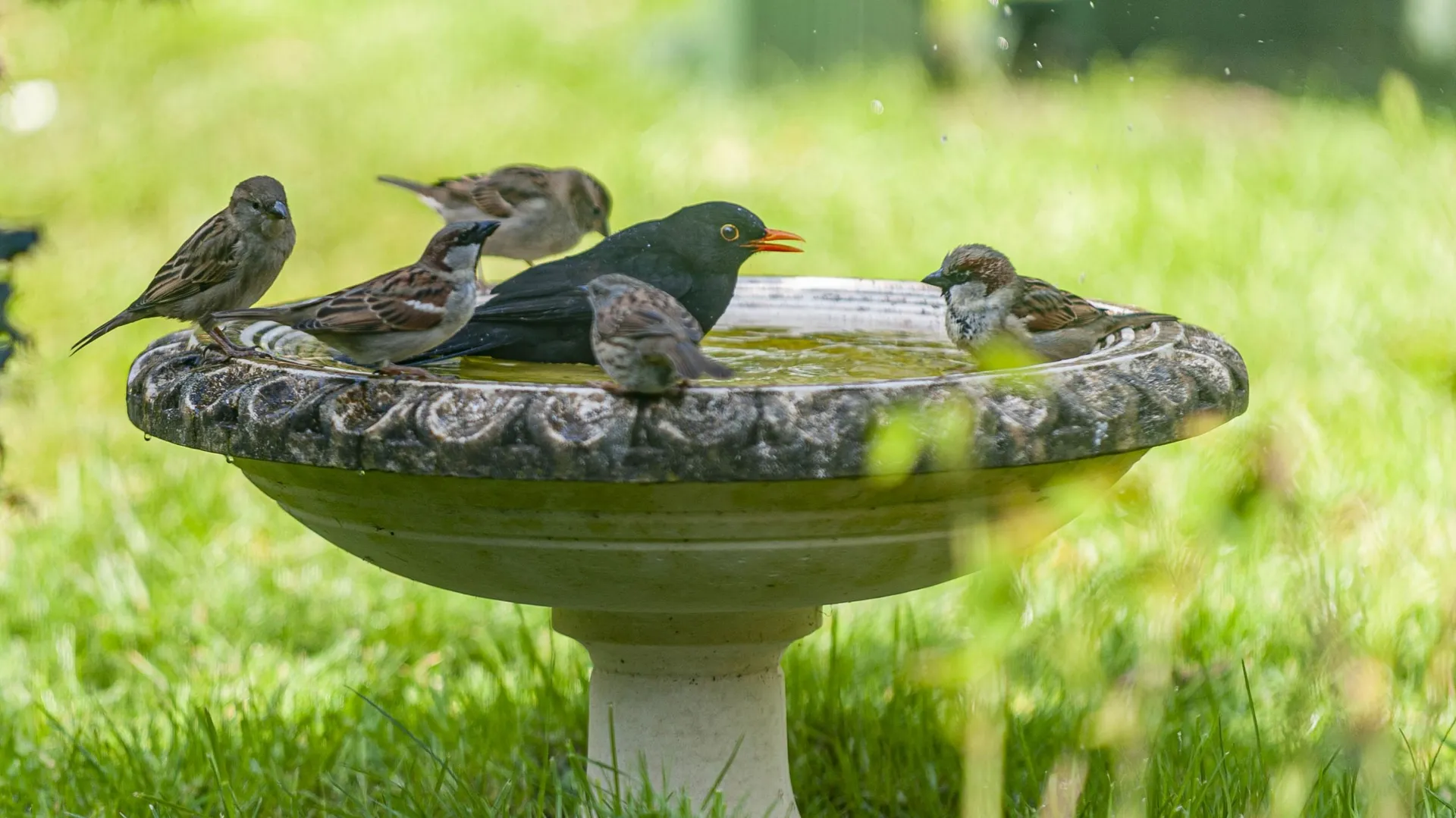 les-points-d-eau-au-jardin-a-booste-la-biodiversit-rtbf-actus
