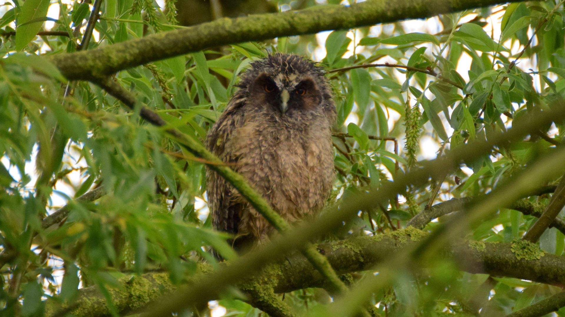 Des oiseaux peu communs observés dans les jardins wallons : le hibou moyen-duc fait sensation