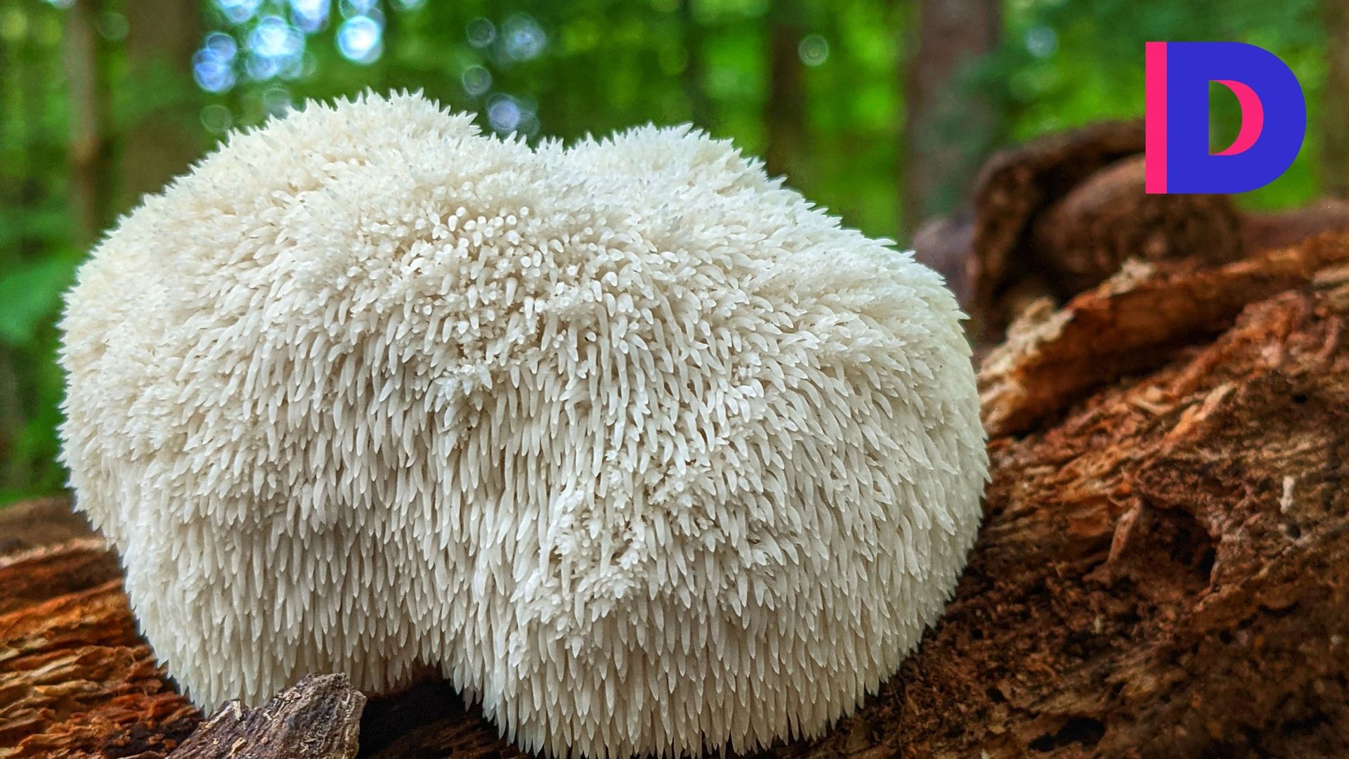 Image accompanying Les champignons adaptogènes sont bons pour la santé