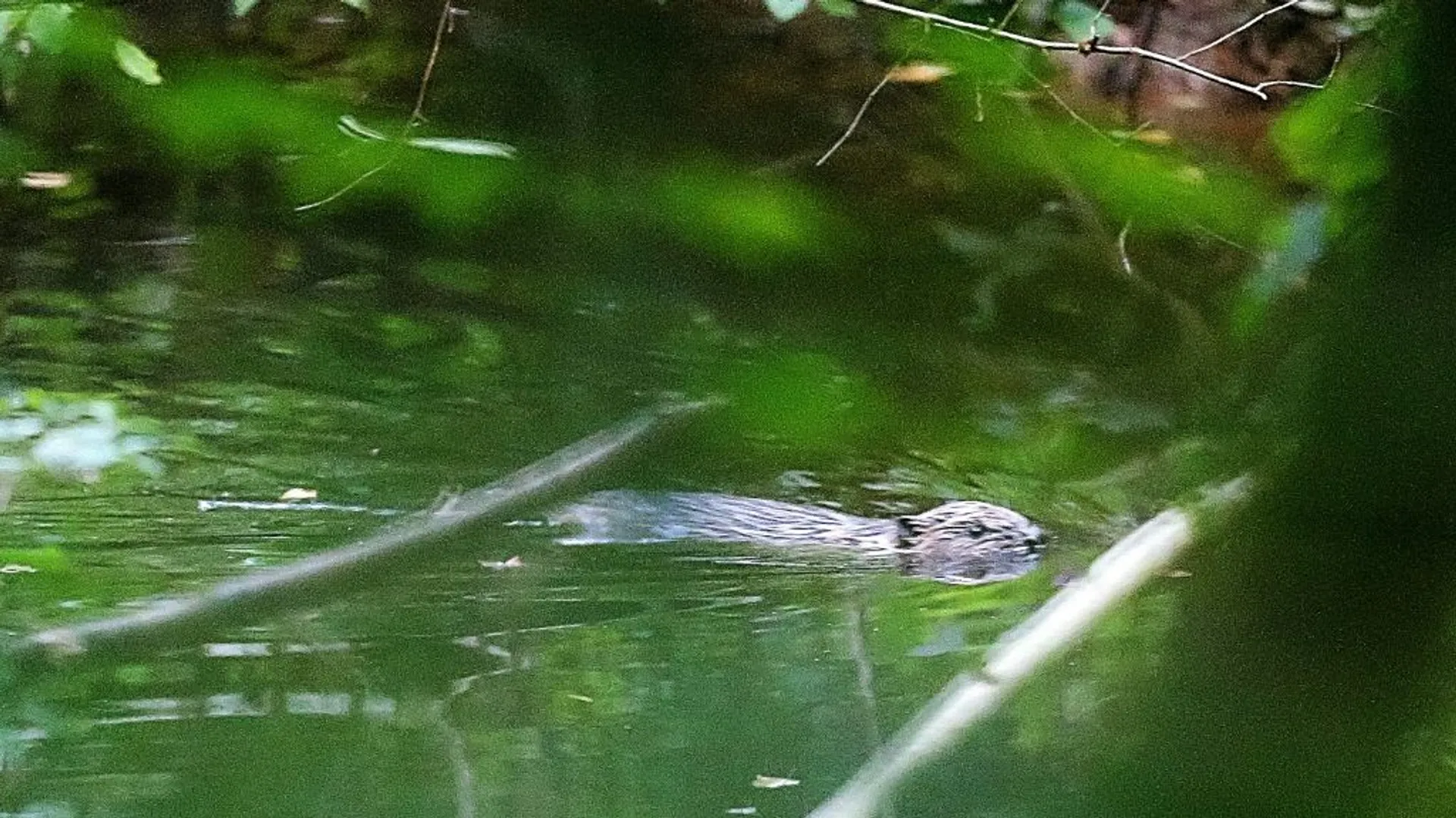 Le castor, ce puissant allié de l'environnement, est enfin de retour ...