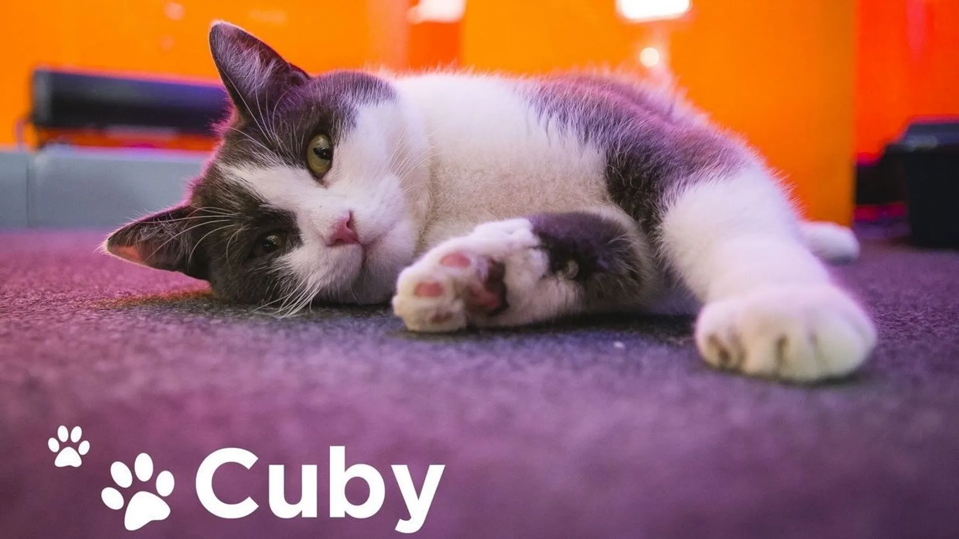 Viva for Life : que devient Cuby, le chat du cube de Charleroi ? - RTBF ...