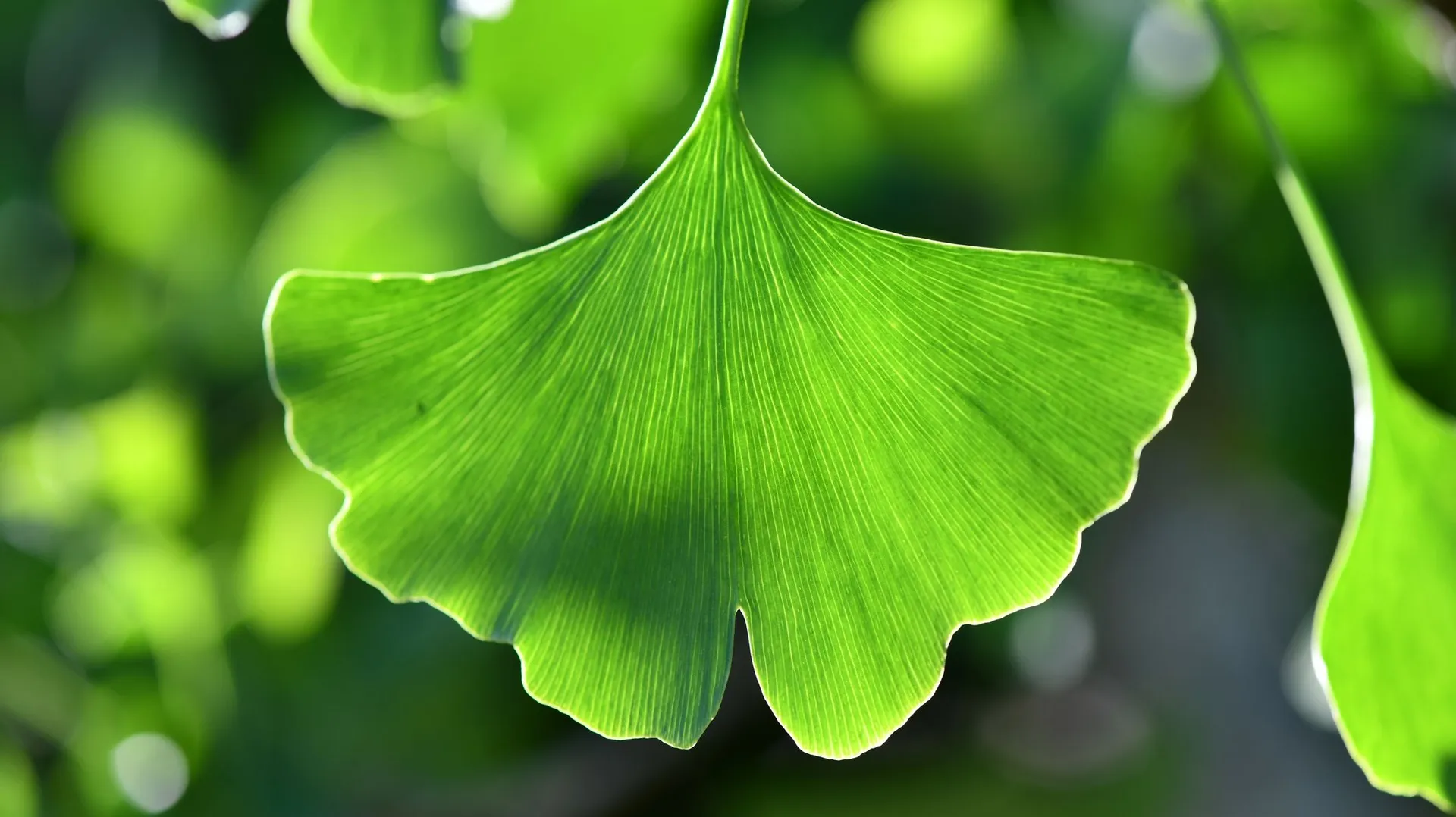 Le Ginkgo Biloba ce fossile vivant qui Illumine l'automne RTBF Actus — free download